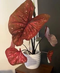 Rain or Shine Caladium Bulbs - Rare Bronze Pink Perennial Plant
