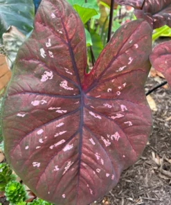 Rain or Shine Caladium Bulbs - Rare Bronze Pink Perennial Plant