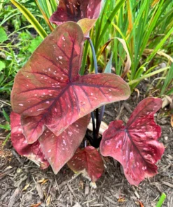 Rain or Shine Caladium Bulbs - Rare Bronze Pink Perennial Plant