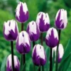 Rare Beautiful 50 Seeds Tulip Flower Seeds Perennial Potted Plants Flowers Seeds, It Seed Not The Bulb