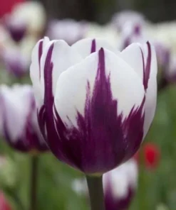 Rare Beautiful 50 Seeds Tulip Flower Seeds Perennial Potted Plants Flowers Seeds, It Seed Not The Bulb