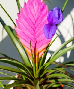 Rare Beautiful Pink Tillandsia Perennial Flowers Seeds 20 Seeds