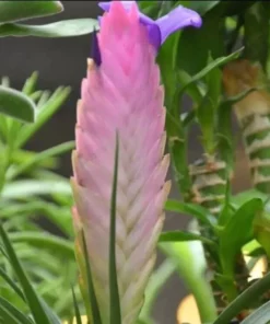Rare Beautiful Pink Tillandsia Perennial Flowers Seeds 20 Seeds