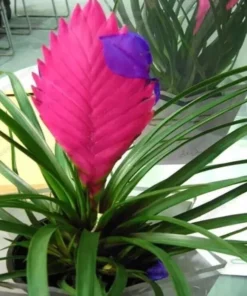 Rare Beautiful Pink Tillandsia Perennial Flowers Seeds 20 Seeds