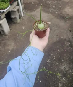 Rare Climbing Onion Plant Bowiea volubilis in 3in Pot - Exotic Succulent