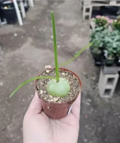 Rare Climbing Onion Plant Bowiea volubilis in 3in Pot - Exotic Succulent