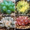 Rare Crystal Clear Succulents Seeds, 50 Seeds Mix Color
