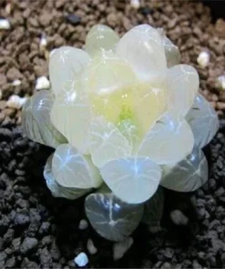 Rare Crystal Clear Succulents Seeds, 50 Seeds Mix Color