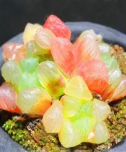 Rare Crystal Clear Succulents Seeds, 50 Seeds Mix Color