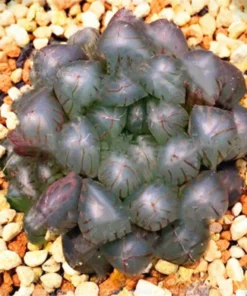 Rare Crystal Clear Succulents Seeds, 50 Seeds Mix Color
