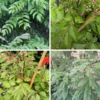 Rare Gamthi Curry Leaf Live Plant – 7-9 Inches, Aromatic, Compact, Easy to Grow