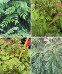 Rare Gamthi Curry Leaf Live Plant – 7-9 Inches, Aromatic, Compact, Easy to Grow