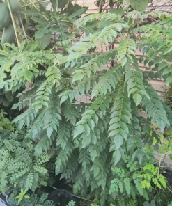 Rare Gamthi Curry Leaf Live Plant – 7-9 Inches, Aromatic, Compact, Easy to Grow