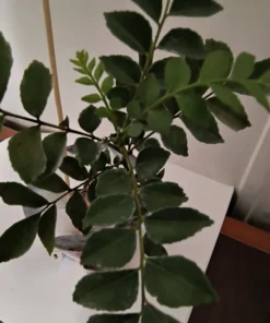 Rare Gamthi Curry Leaf Live Plant – 7-9 Inches, Aromatic, Compact, Easy to Grow