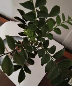 Rare Gamthi Curry Leaf Live Plant – 7-9 Inches, Aromatic, Compact, Easy to Grow