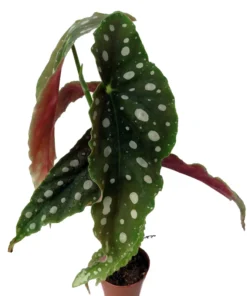 Rare Polka Dot Bat Wing Begonia Maculata 2" Pot Indoor Easy Care Houseplant