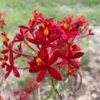Rare Red Epidendrum radicans - Bright Orchid with Red Blooms, 3" Pot