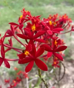 Rare Red Epidendrum radicans - Bright Orchid with Red Blooms, 3