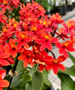 Rare Red Epidendrum radicans - Bright Orchid with Red Blooms, 3