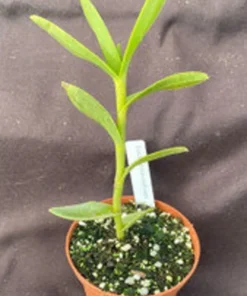 Rare Red Epidendrum radicans - Bright Orchid with Red Blooms, 3