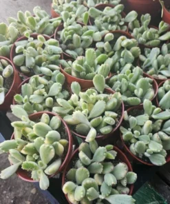 Rare Variegated Cotyledon Tomentosa Succulent | Bear’s Paw Plant | 4in Pot