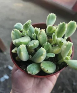 Rare Variegated Cotyledon Tomentosa Succulent | Bear’s Paw Plant | 4in Pot