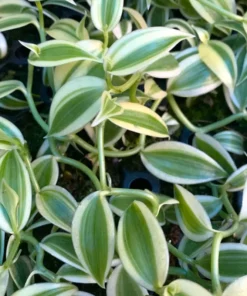 Rare Variegated Vanilla Bean Orchid Vine - Vanilla planifolia 'Albo-Marginata' - 2.5" Pot, Indoor Plant