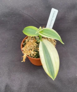 Rare Variegated Vanilla Bean Orchid Vine - Vanilla planifolia 'Albo-Marginata' - 2.5