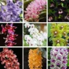 Rare Varieties Cymbidium Orchid Seeds Cymbidium Seeds Mixed Color 50 Seeds
