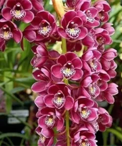 Rare Varieties Cymbidium Orchid Seeds Cymbidium Seeds Mixed Color 50 Seeds