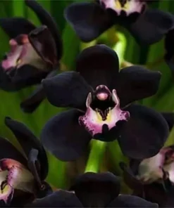 Rare Varieties Cymbidium Orchid Seeds Cymbidium Seeds Mixed Color 50 Seeds