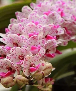 Rare Varieties Cymbidium Orchid Seeds Cymbidium Seeds Mixed Color 50 Seeds