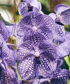 Rare Varieties Cymbidium Orchid Seeds Cymbidium Seeds Mixed Color 50 Seeds