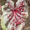 Raspberry Moon Caladium Bulbs (2 Pack) – Variegated Green and Pink