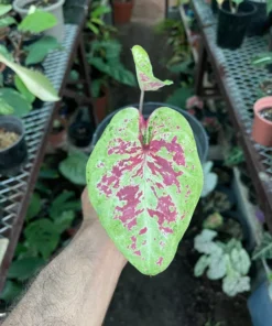 Raspberry Moon Caladium Bulbs (2 Pack) – Variegated Green and Pink