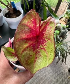 Raspberry Moon Caladium Bulbs (2 Pack) – Variegated Green and Pink