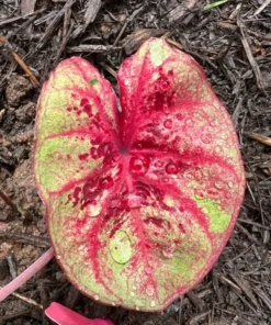 Raspberry Moon Caladium Bulbs (2 Pack) – Variegated Green and Pink