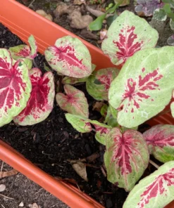 Raspberry Moon Caladium Bulbs (2 Pack) – Variegated Green and Pink
