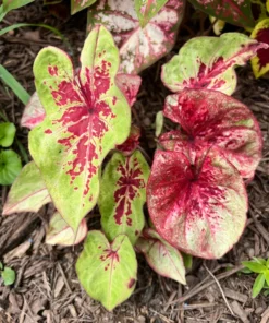 Raspberry Moon Caladium Bulbs (2 Pack) – Variegated Green and Pink
