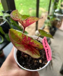 Raspberry Moon Caladium Bulbs (2 Pack) – Variegated Green and Pink