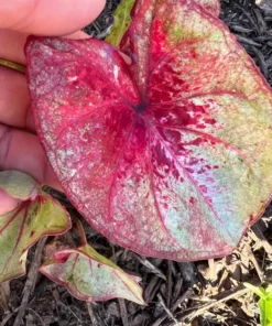 Raspberry Moon Caladium Bulbs (2 Pack) – Variegated Green and Pink
