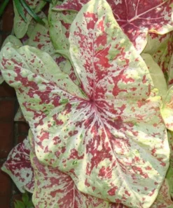 Raspberry Moon Caladium Bulbs (2 Pack) – Variegated Green and Pink