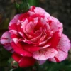 Red Dragon Rose Bush 50 Seeds