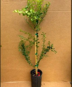 Red Finger Lime Tree 3 Feet - Unique Citrus Plant for Garden & Landscaping