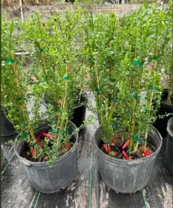 Red Finger Lime Tree 3 Feet - Unique Citrus Plant for Garden & Landscaping