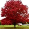 Red Maple Tree – Quart Container | Vibrant Fall Foliage, Low-Maintenance Shade Tree