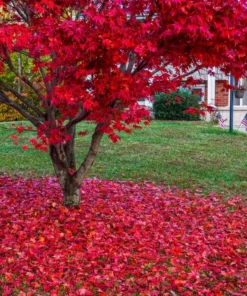 Red Maple Tree – Quart Container | Vibrant Fall Foliage, Low-Maintenance Shade Tree