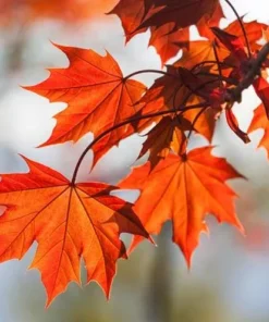 Red Maple Tree – Quart Container | Vibrant Fall Foliage, Low-Maintenance Shade Tree
