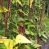 Red Noodle Yardlong Bean (Vigna unguiculata) (30 Seeds)