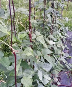 Red Noodle Yardlong Bean (Vigna unguiculata) (30 Seeds)